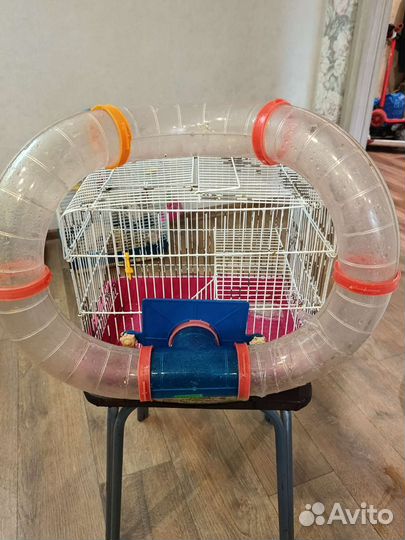 Продам сирийских хомяков с большими клетками