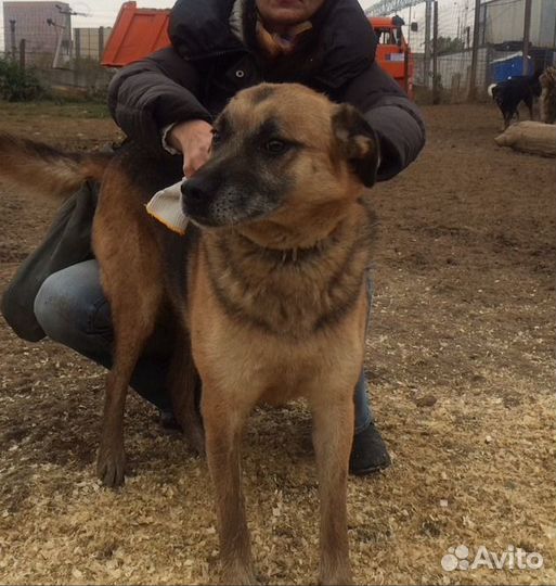 Собака бесплатно. Собака в добрые руки, в дар