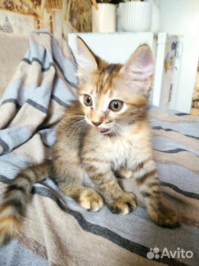 Котёнок кошка