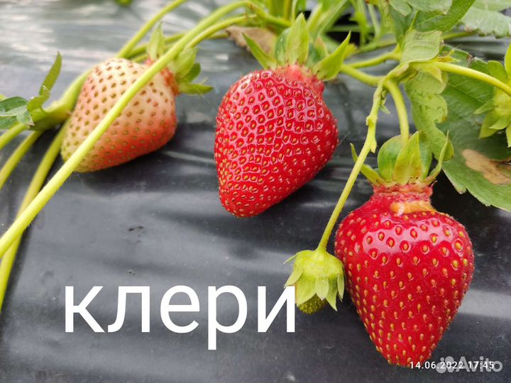 Рассада клубники клери