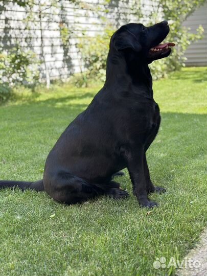 Кобель лабрадора вязка