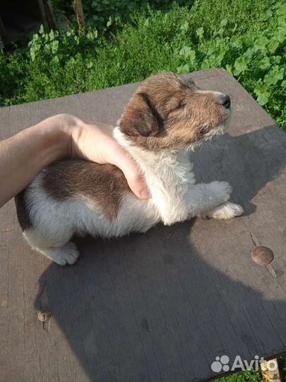 Щенки фокстерьера
