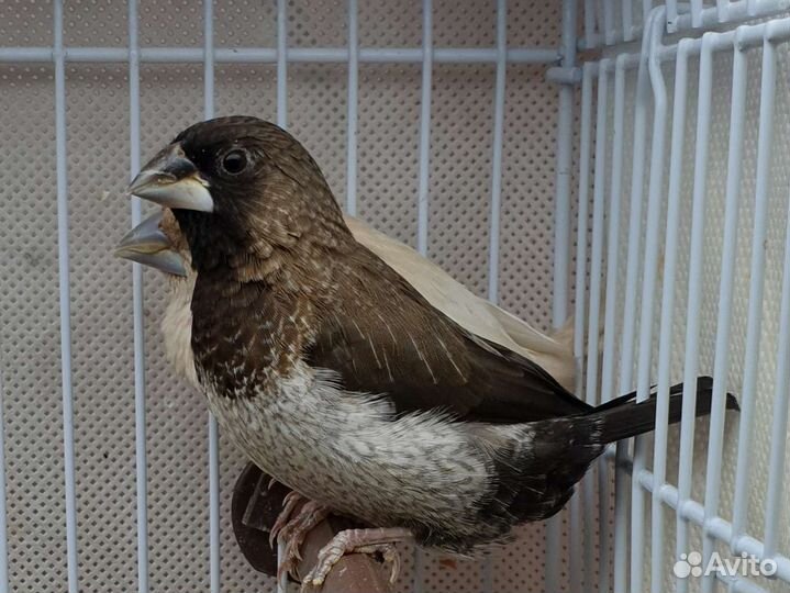 Японские амадины