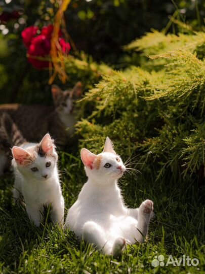 Котята британцы и бесплатно