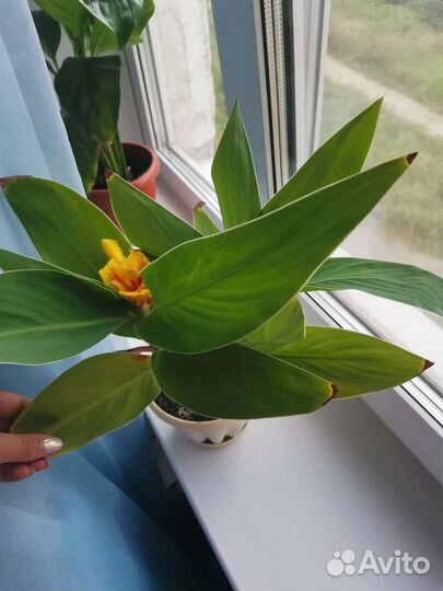 Канна