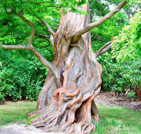 Метасеквойя