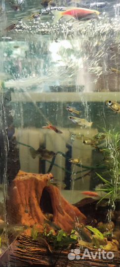 Мальки гуппи