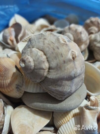 Ракушки на поделки/для аквариума