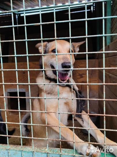 Красавчик Хьюго - большие ухи. Приют Некрасовка