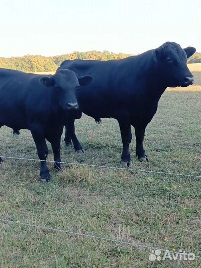 Корова обердин ангуст быки и тёлки