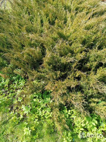 Можжевельник Казацский