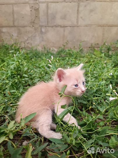 Котята в добрые руки мальчики