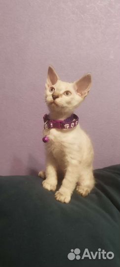 Донской сфинкс котята