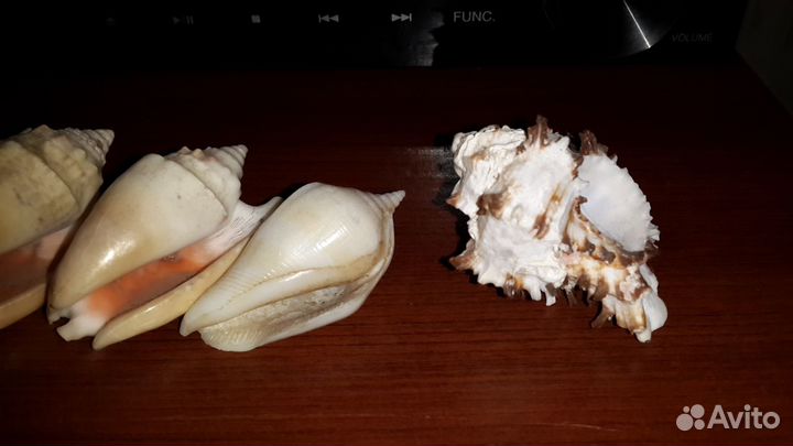 Крымские раковины