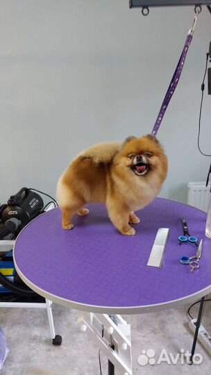 Требуются модели на стрижки. Груминг