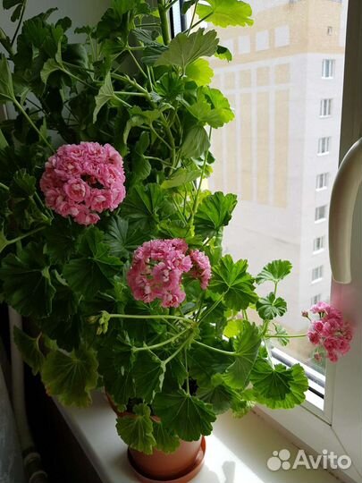 Пеларгония герань сортовая