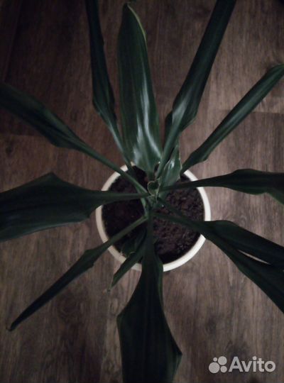 Драцена душистая