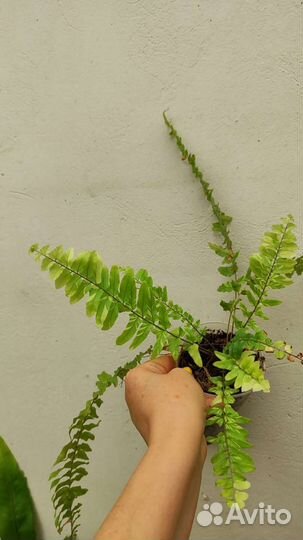 Папоротники