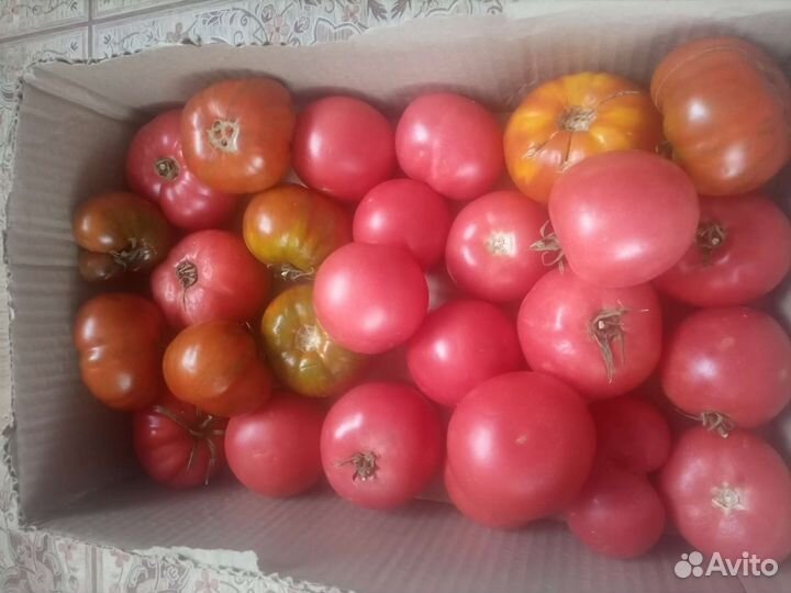 Помидоры домашние