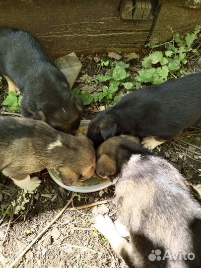 Помогите пристроить щенков