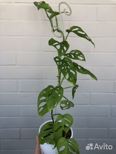 Монстера Манки Маск (Манки Лиф)