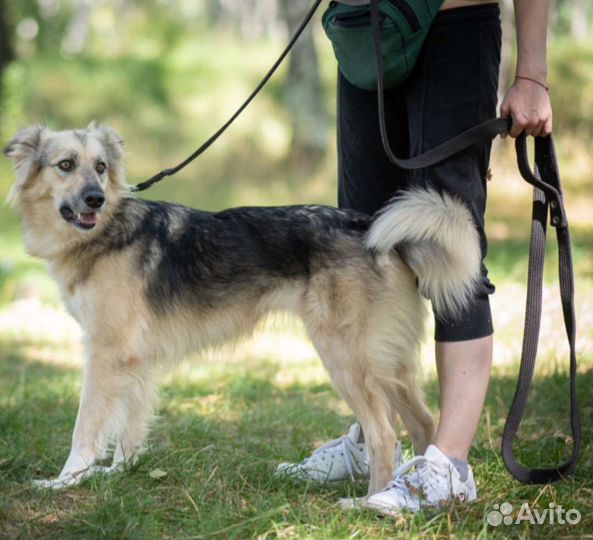Собачка Мята из приюта мечтает о доме