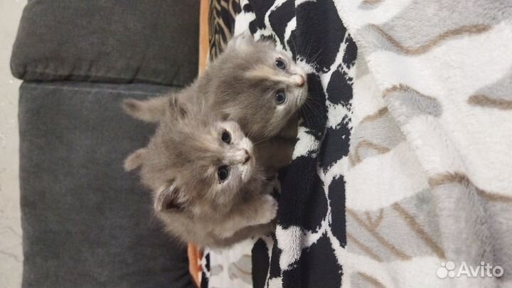 Вислоухие котята