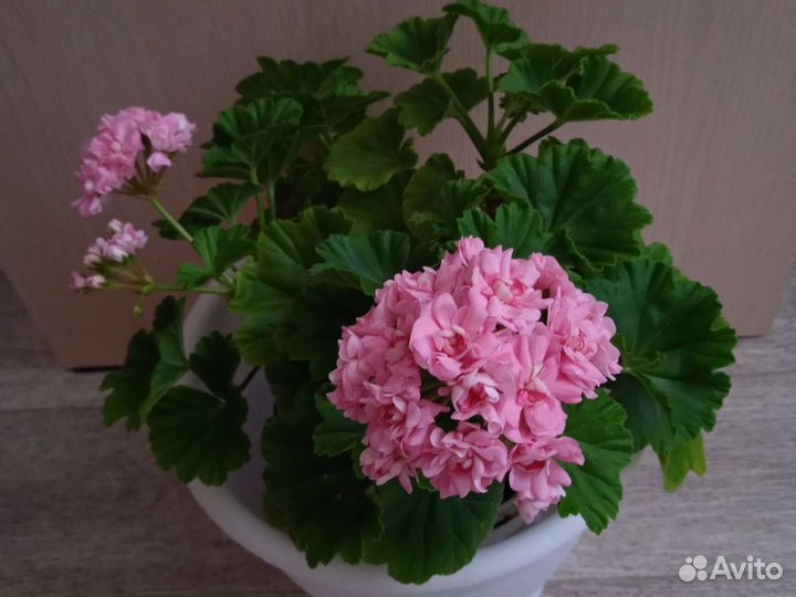 Герань пеларгония