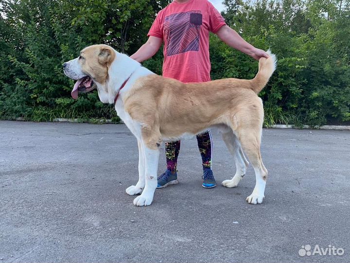 Вязка алабай