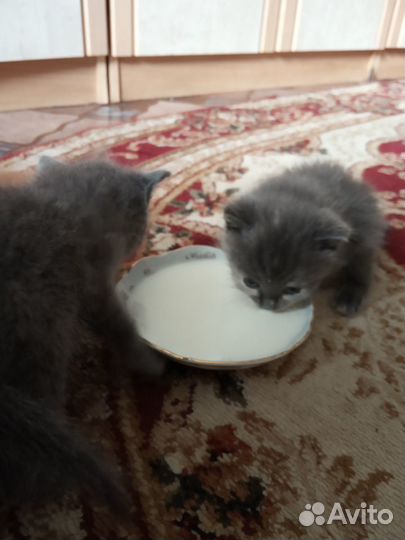 Котята