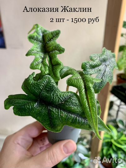 Алаказия Жаклин