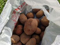 Продам картофель домашний на еду
