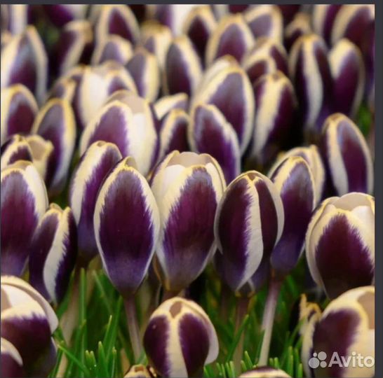 Луковицы тюльпанов, цветы