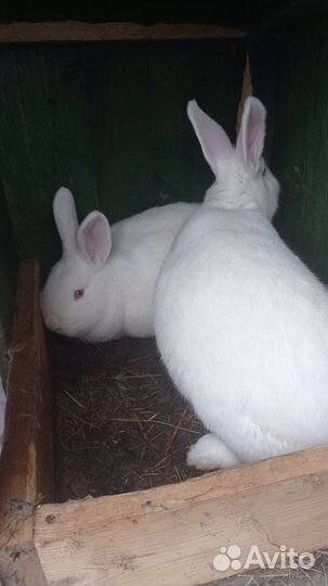 Продам кроликов