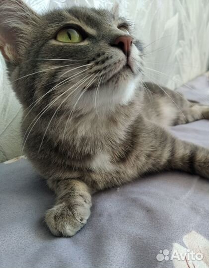 Отдам в добрые руки