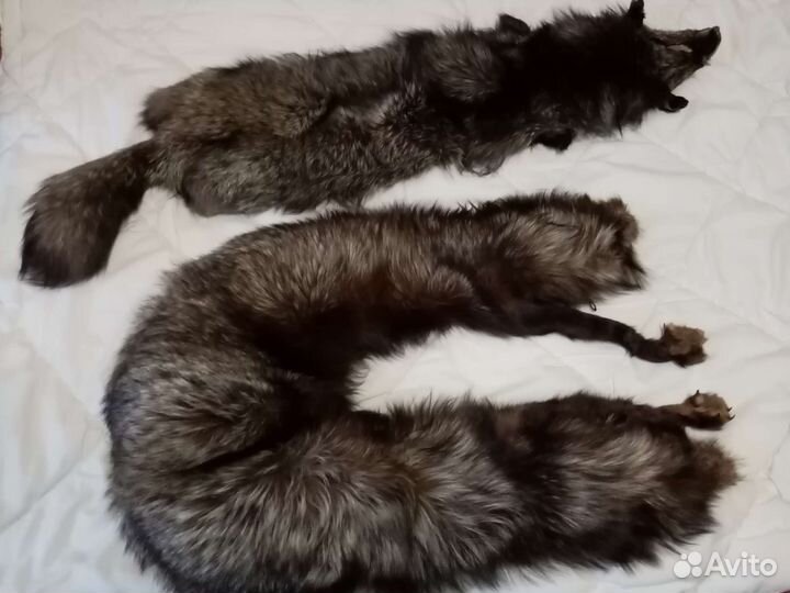 Шкурка и горжетка из меха чернобурки