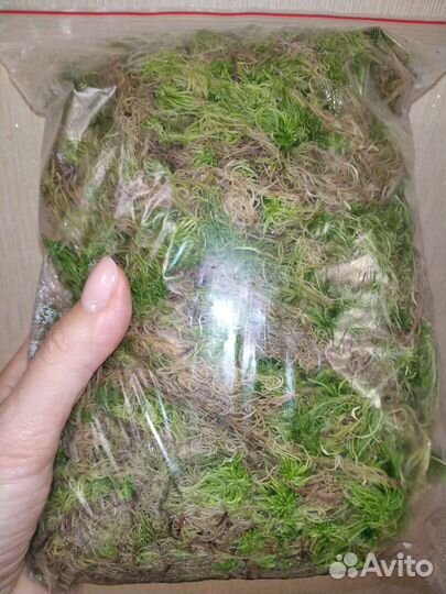 Мох сфагнум живой