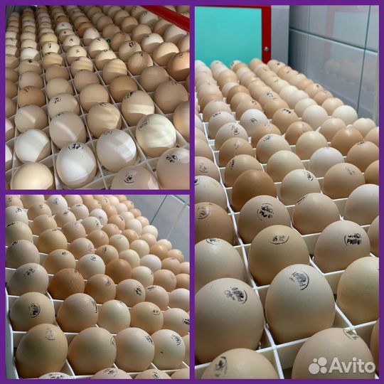 Яйцо Чешский бройлер Кобб 500