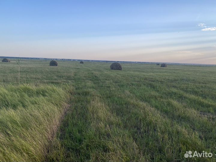 Сено в рулонах,разнотравье