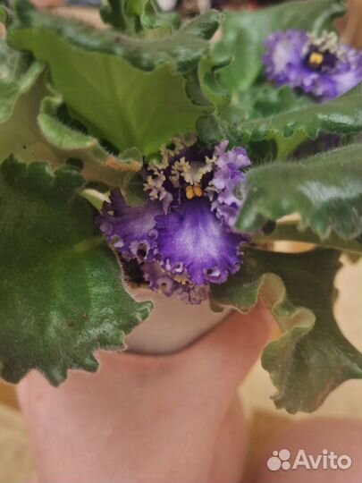 Фиалка взрослая цветущая