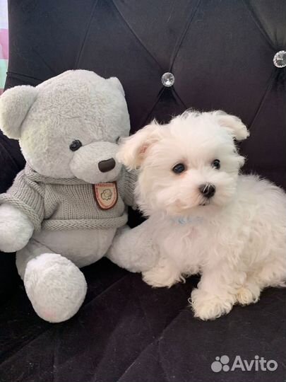 Щенок мальтезе