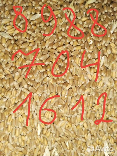Зерно пшеница 4 класс