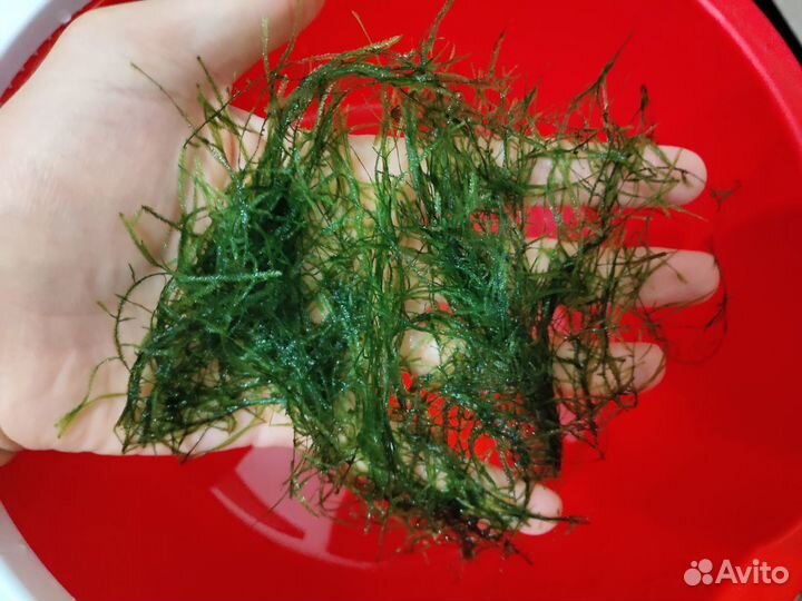 Мох Яванский