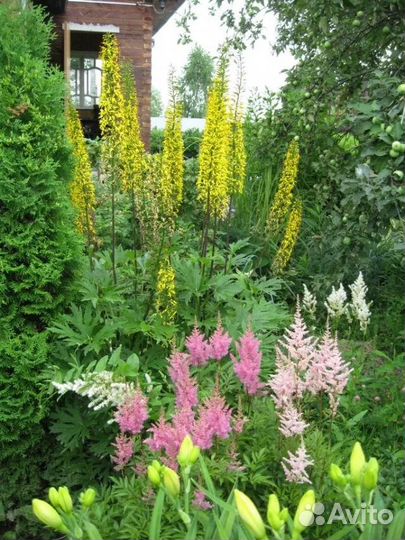 Бузульники