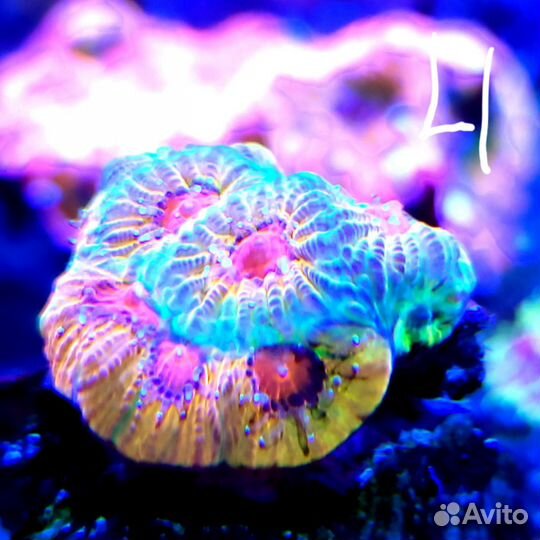 Кораллы в морской аквариум