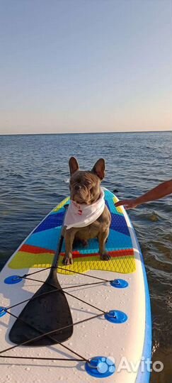 Вязка, французский бульдог