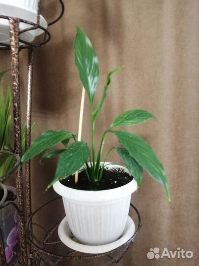 Спацифилум