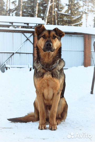 Собачка в добрые ручки