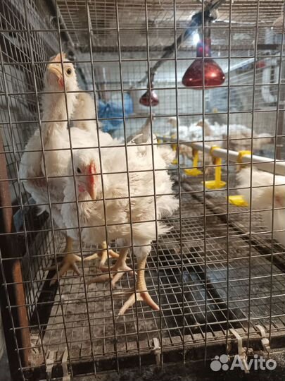 Цыплята бройлеры подрощеные