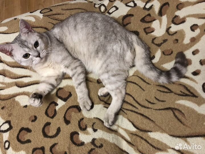 Котик в добрые руки